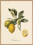 A framed botanical art print featuring a lemon branch with green leaves, one whole yellow lemon, and a halved lemon on a cream background with the French text 'Citronier commun' below.