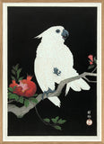 Cockatoo and Pomegranate 50x70 Oak Frame