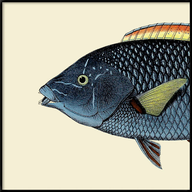 A vintage-style scientific illustration of a fish in profile, shown against a light cream background with a thin dark border. The fish has a dark blue-gray body with fine scale details, a yellow eye, and yellow, orange, and red accents on its fins.