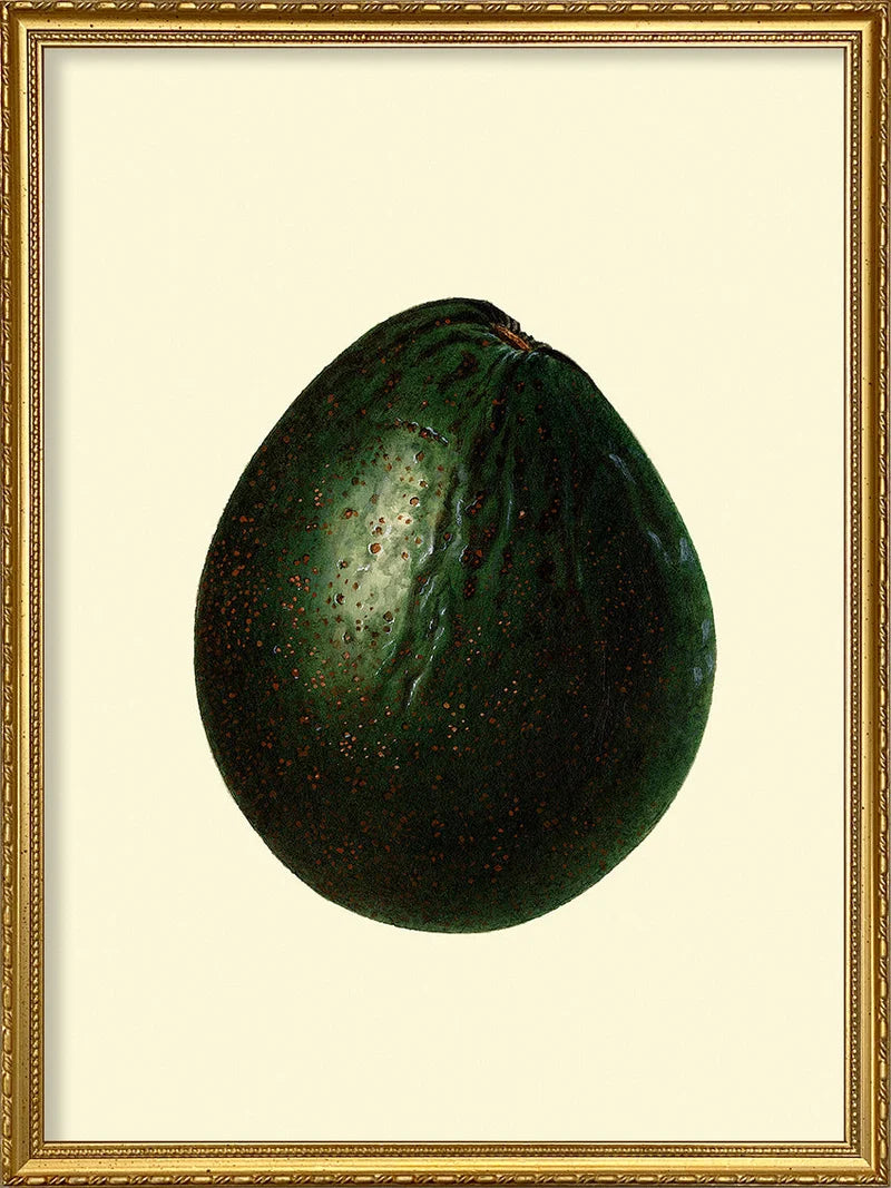 A framed art print featuring a realistic illustration of a dark green avocado on an off-white background, enclosed in a decorative gold frame.