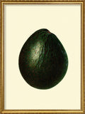 A framed art print featuring a realistic illustration of a dark green avocado on an off-white background, enclosed in a decorative gold frame.