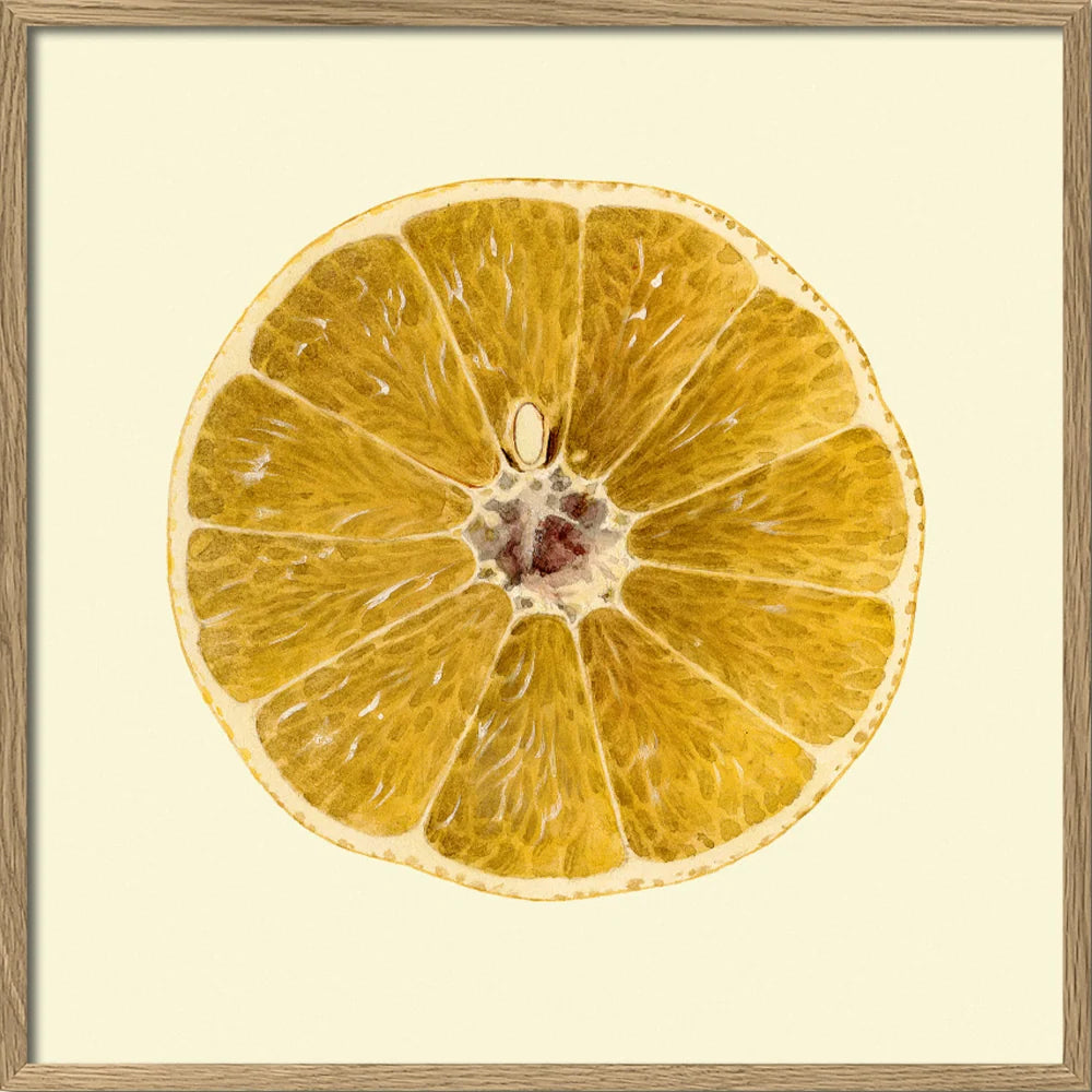 A framed botanical-style print showing a cross-section of a dried yellow citrus slice, centered on a warm cream background with a light wood frame.