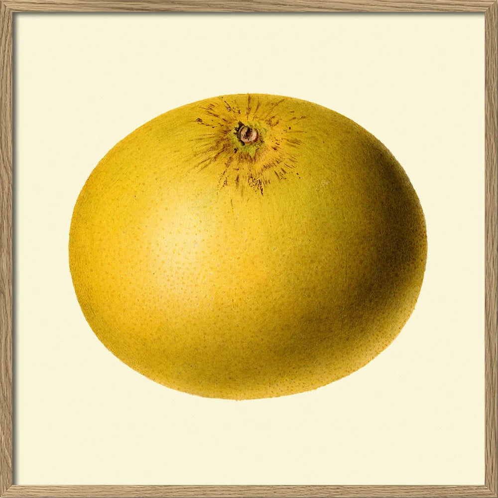 A framed botanical art print of a yellow pomelo grapefruit, featuring a detailed illustration of the fruit on a cream background with a light wood frame.