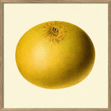 A framed botanical art print of a yellow pomelo grapefruit, featuring a detailed illustration of the fruit on a cream background with a light wood frame.