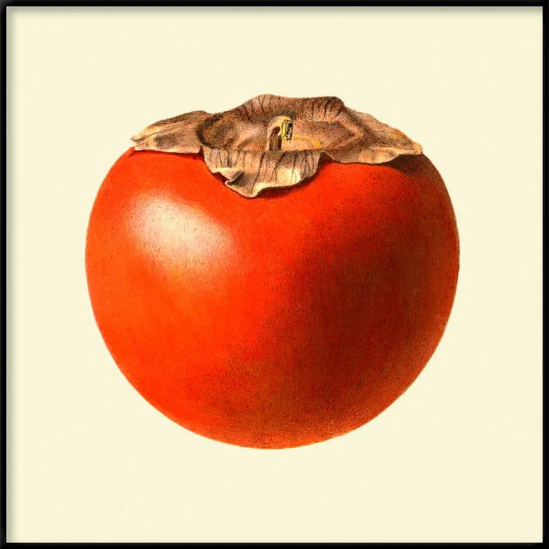 A framed botanical-style illustration of a red persimmon with a brown calyx on a cream background.