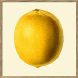 A framed botanical-style illustration of a single yellow lemon on a cream background, surrounded by a light wood frame.