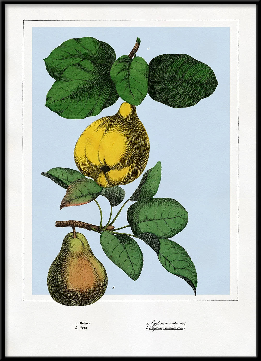 A framed botanical print featuring a yellow pear hanging from a branch with green leaves against a pale blue background, with a white mat and black frame.