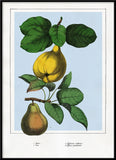 A framed botanical print featuring a yellow pear hanging from a branch with green leaves against a pale blue background, with a white mat and black frame.