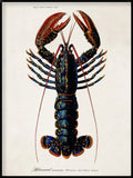 A vintage scientific illustration of a lobster on an off-white background, framed by a thin black border. The lobster is depicted with a dark blue and black body, red-orange claws, and fine yellow accents.
