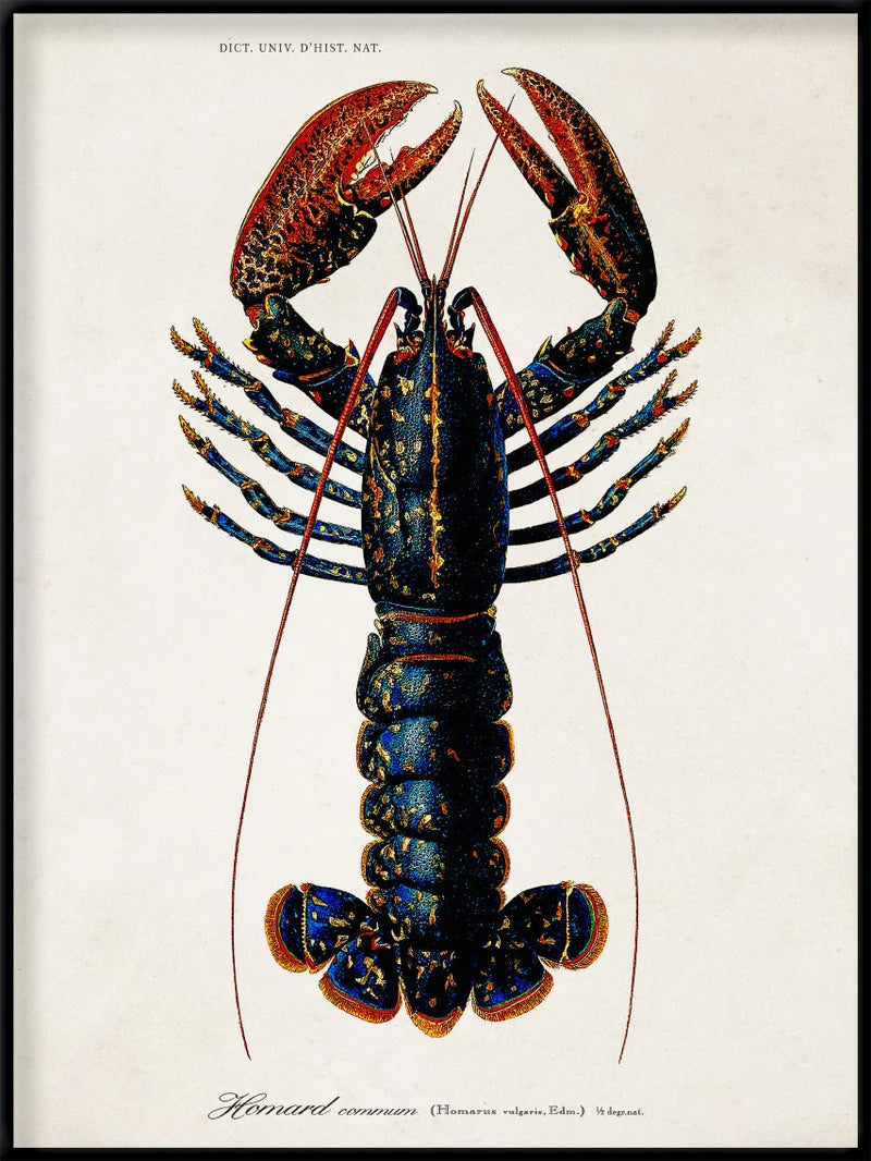 A vintage scientific illustration of a lobster on an off-white background, framed by a thin black border. The lobster is depicted with a dark blue and black body, red-orange claws, and fine yellow accents.