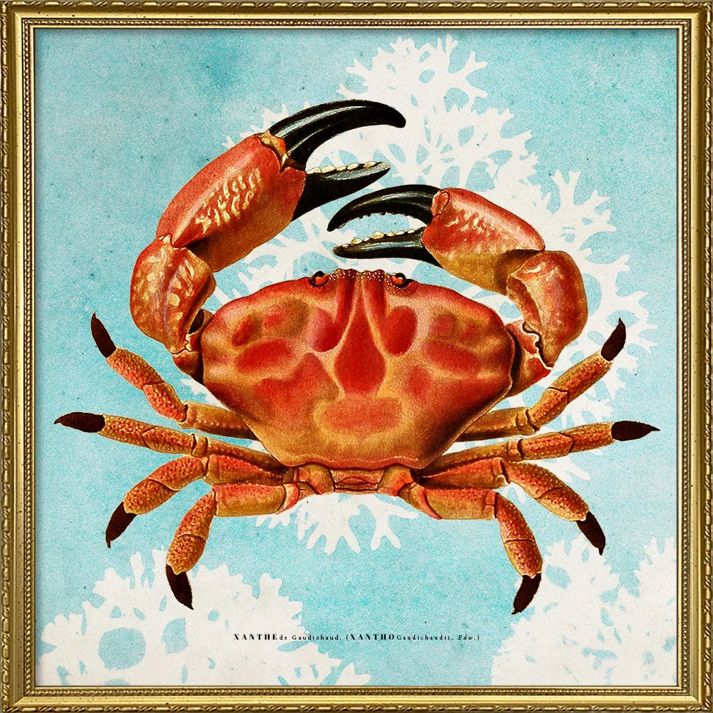 A framed vintage-style illustration of a large red-orange crab on a light blue background with white coral-like shapes. The artwork is enclosed in an ornate gold frame.