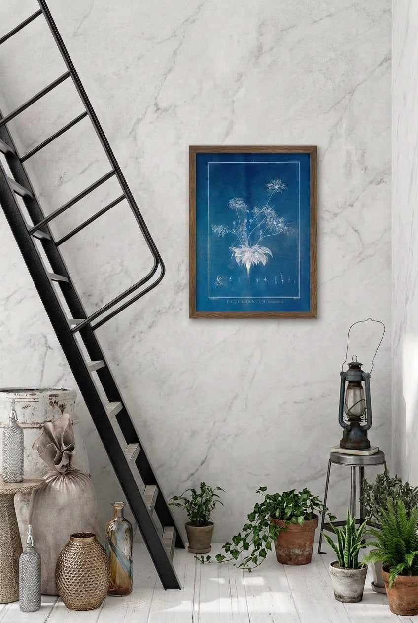 Pelargonium Ciliatum 30x40 Dark Oak Frame