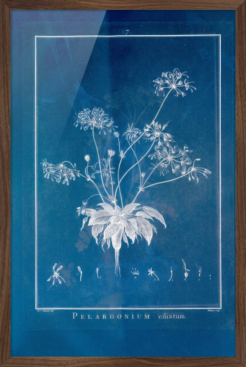 Pelargonium Ciliatum 30x40 Dark Oak Frame