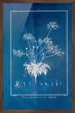 Pelargonium Ciliatum 30x40 Dark Oak Frame