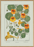 Nasturtium 30x40 Oak Frame