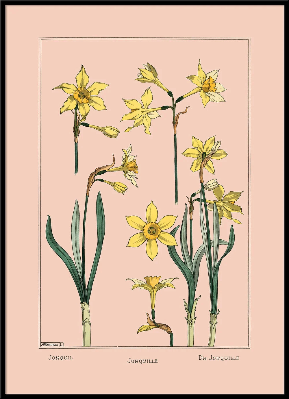 A framed botanical art print featuring yellow daffodils on a pale pink background, with the French labels 'Janvill' and 'De Janvier' at the bottom.