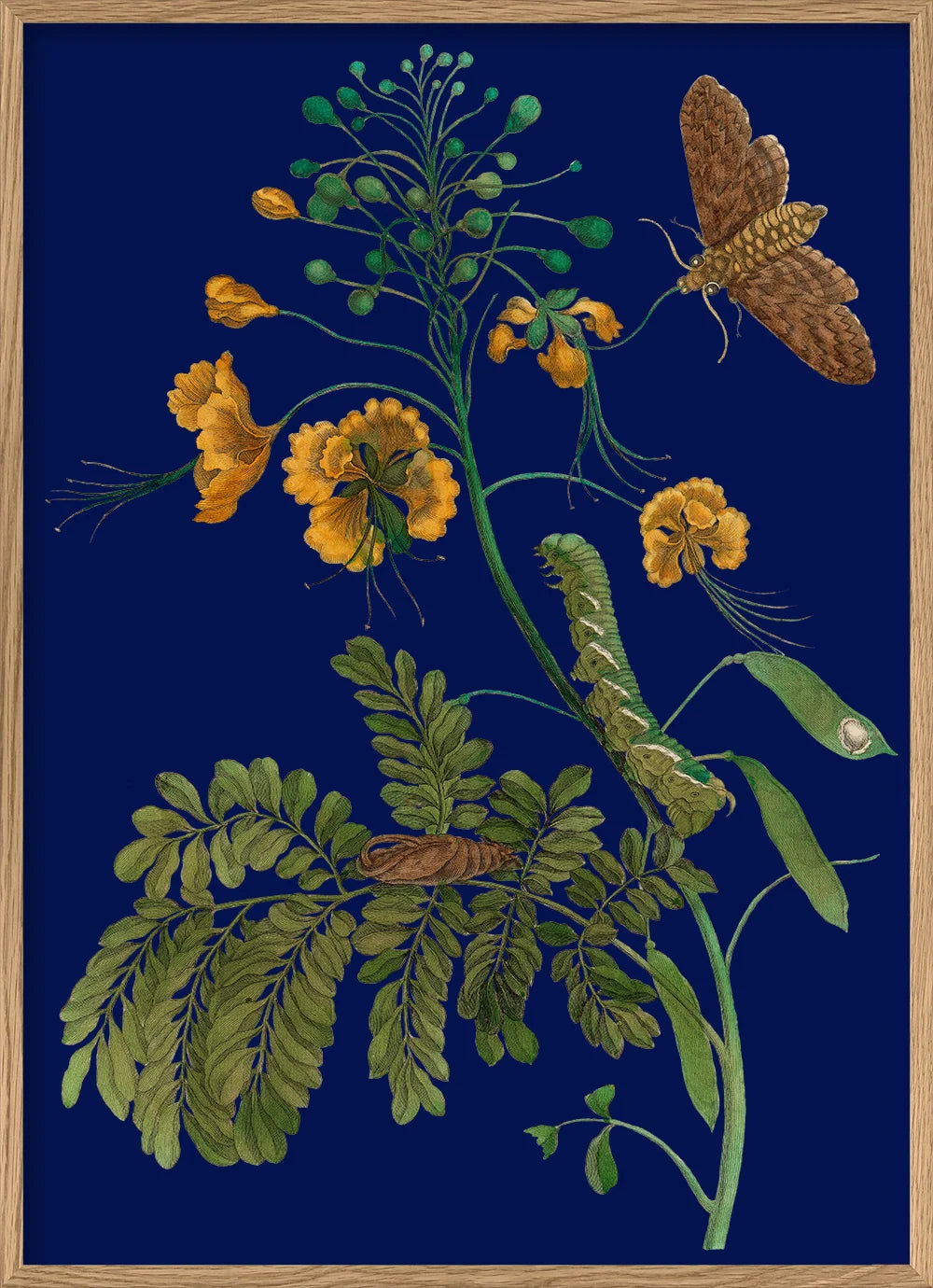 A framed botanical art print featuring yellow flowers, green leaves, a caterpillar, a chrysalis, and a brown moth on a deep navy blue background, enclosed in a light wood frame.