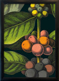 Framed botanical art print depicting coffee plants with green leaves and clusters of ripe orange, pinkish-red, and dark green coffee cherries on a dark background.