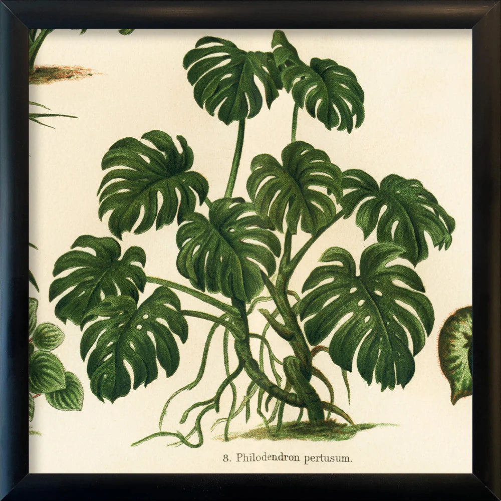Philodendron Pertusum 15x15 Black Alu Frame