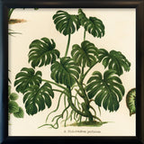 Philodendron Pertusum 15x15 Black Alu Frame