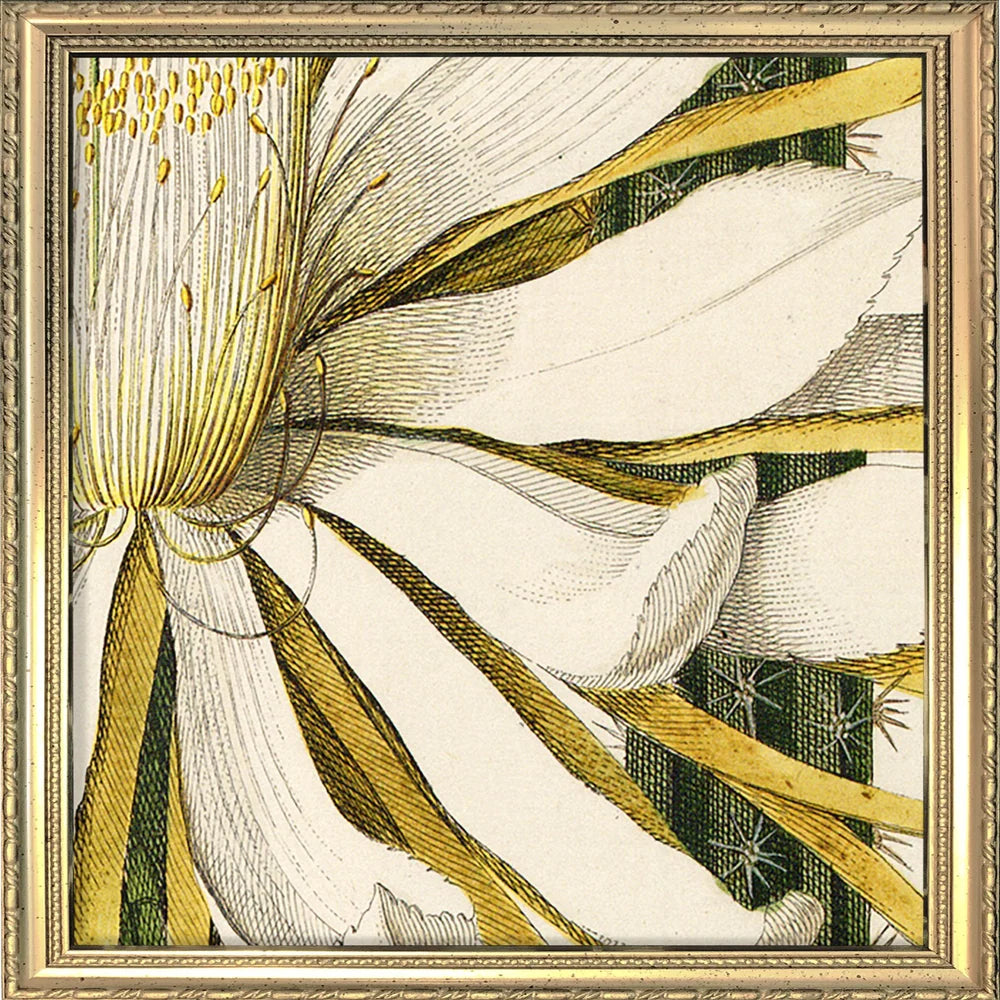 A framed botanical art print featuring a close-up illustration of white flower petals with yellow stamens and dark green striped accents, enclosed in an ornate gold-toned frame.