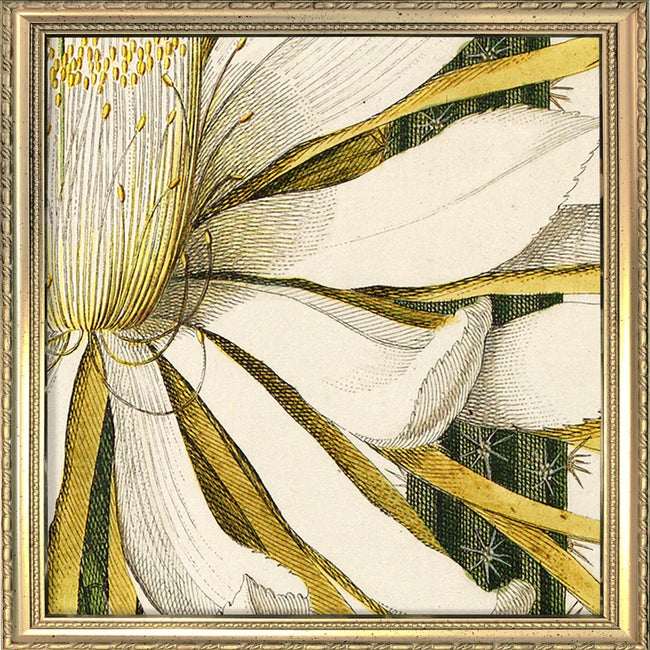 A framed botanical art print featuring a close-up illustration of white flower petals with yellow stamens and dark green striped accents, enclosed in an ornate gold-toned frame.