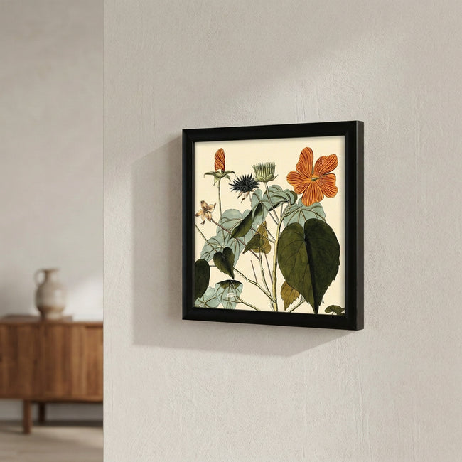 Sida Mauritiana Close Up 15x15 Black Alu Frame