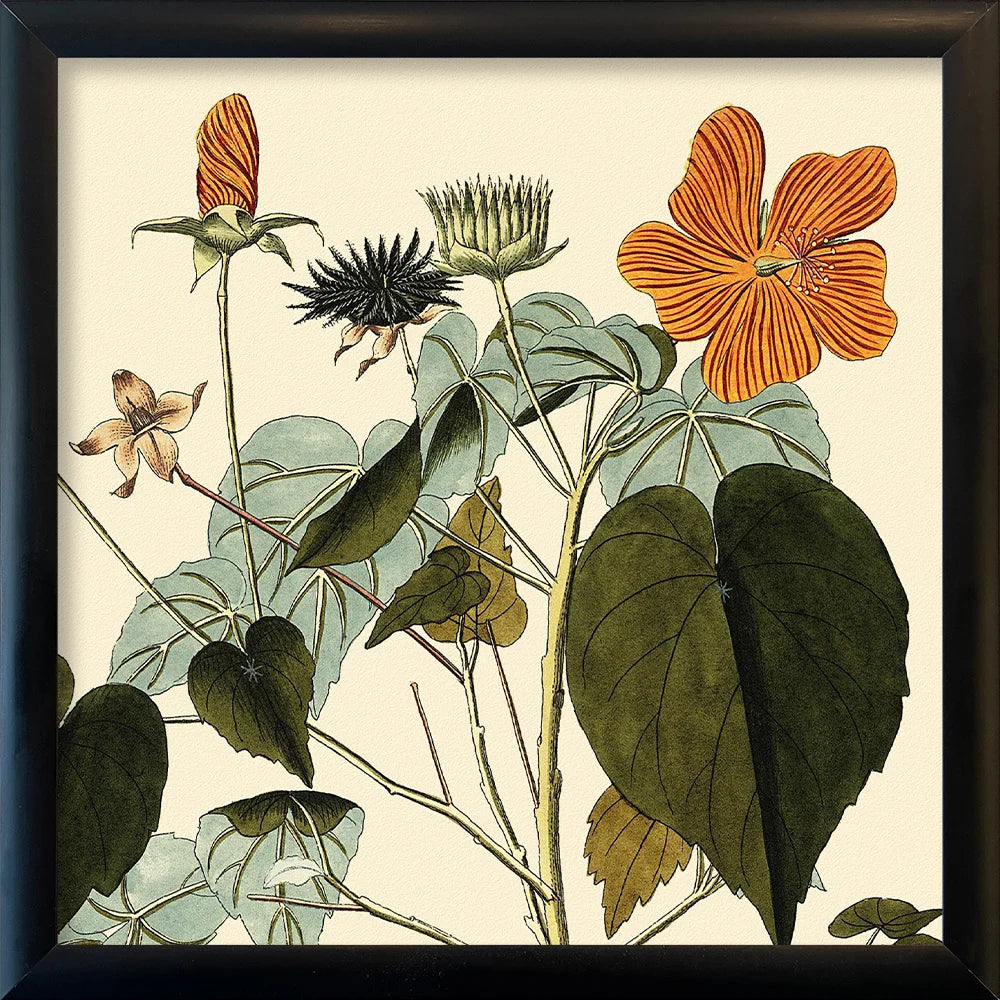 Sida Mauritiana Close Up 15x15 Black Alu Frame