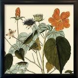 Sida Mauritiana Close Up 15x15 Black Alu Frame