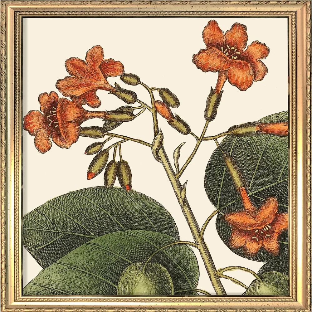 A framed botanical art print featuring orange flowers and green leaves on an off-white background, enclosed in an ornate gold-toned frame.