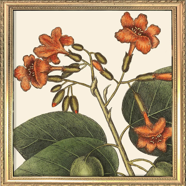 A framed botanical art print featuring orange flowers and green leaves on an off-white background, enclosed in an ornate gold-toned frame.