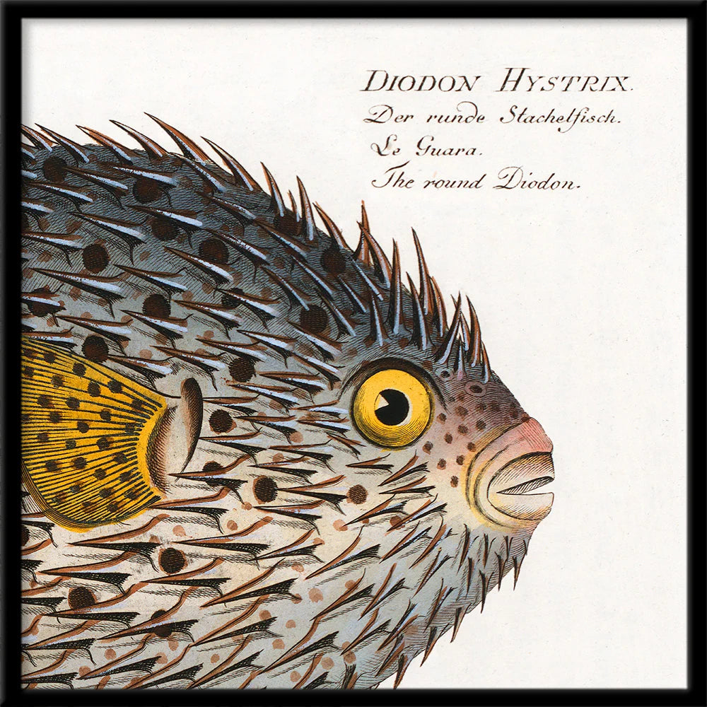 A framed vintage-style scientific illustration of a pufferfish, labeled 'Diodon Hystrix' with German and English text, shown against an off-white background with a black frame.
