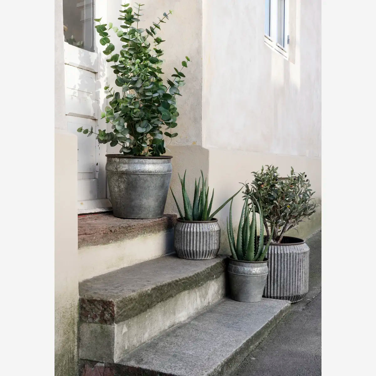 Galvanised Iron Planters