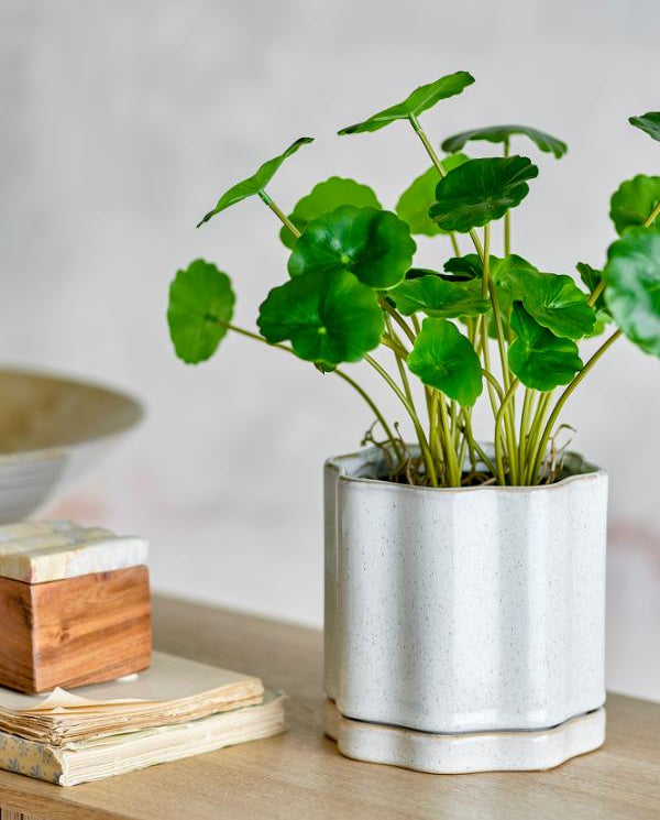 Argyle Flowerpot with Saucer, Grey, Stoneware