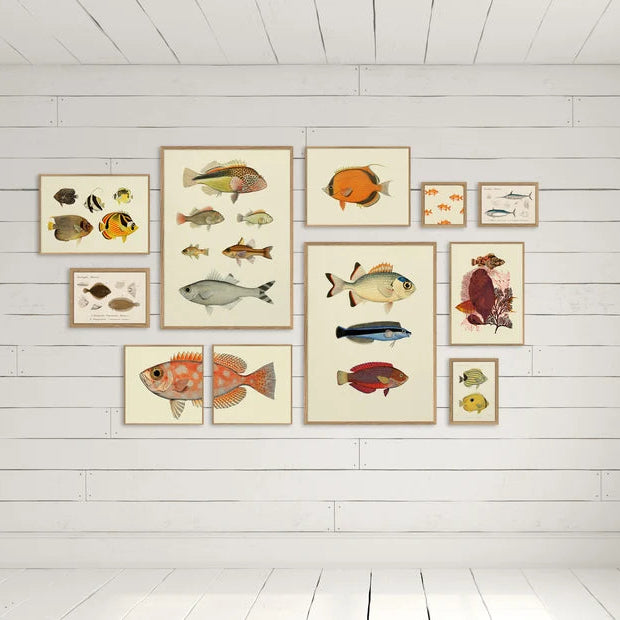A gallery wall arrangement of framed vintage-style fish illustrations displayed on a white brick wall in a bright room with a window.