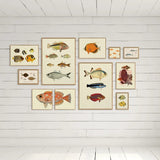 A gallery wall arrangement of framed vintage-style fish illustrations displayed on a white brick wall in a bright room with a window.