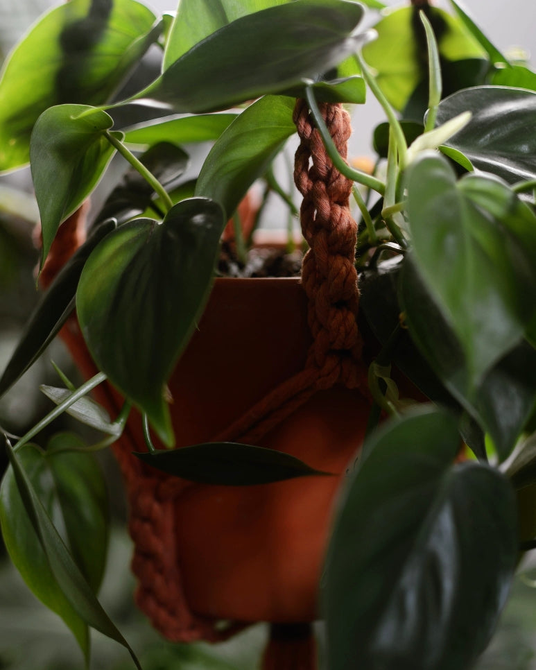 Terracotta Falls Plant Hanger